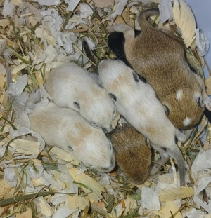 Rennmäuse aus einer liebevollen Hobbyzucht 