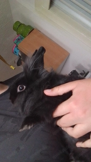 Dringend Hasen abzugeben 