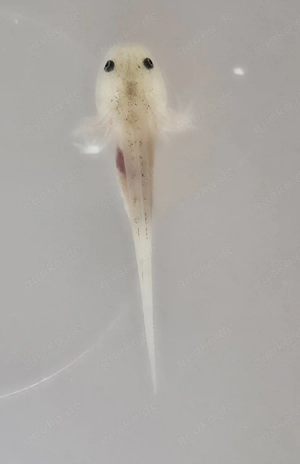 Süße Axolotl, BD-frei    Bild 2