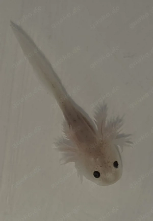 Süße Axolotl, BD-frei    Bild 1