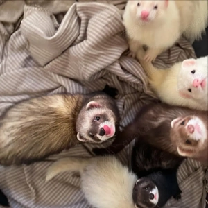 Gut trainierte Frettchen zur Adoption 