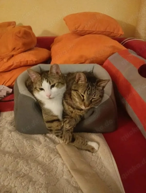 Filou & Valerian Freundlich verspieltes Dreamteam sucht chillige Familie