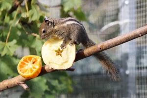 Chinesische Baumstreifenhörnchen