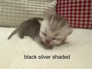 BKH Kitten nur noch 1 Mädchen 