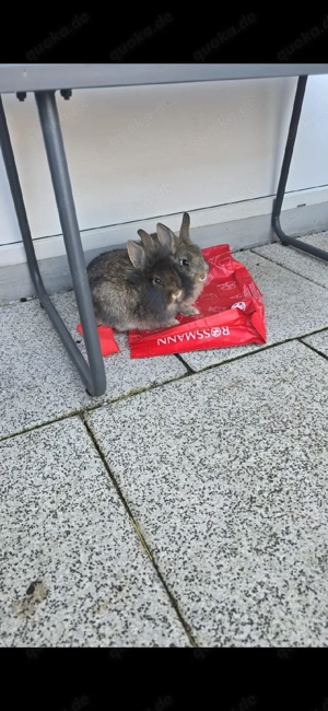 zwergkaninchen löwenköpf 