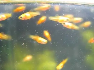 Platy Babies Teenies