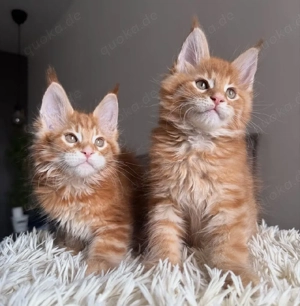 Hausaufzucht Maine Coon Kätzchen