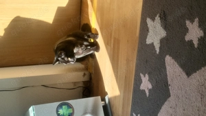 ich verkaufen hier eine Katze  Bild 3