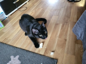 ich verkaufen hier eine Katze  Bild 2