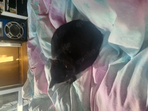 ich verkaufen hier eine Katze  Bild 4