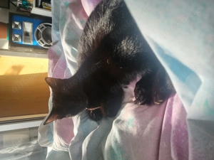 ich verkaufen hier eine Katze  Bild 6