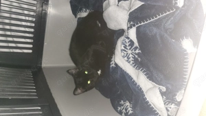ich verkaufen hier eine Katze  Bild 8
