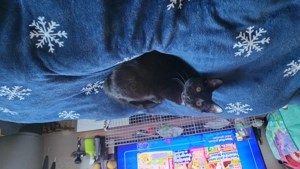 ich verkaufen hier eine Katze  Bild 5