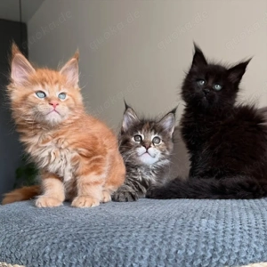 Maine-Coon-Kätzchen sind ab sofort abgabebereit.