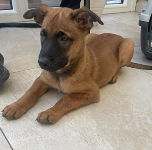 Belgischer Schäferhund Malinois 