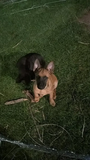 Belgischer Schäferhund Malinois 