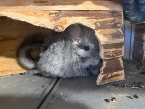 chinchilla Trio