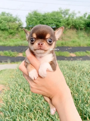  Chihuahua-Welpen (Rüde & Hündin) suchen ein liebevolles Zuhause  