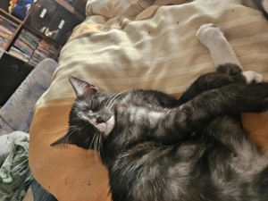 Kleine Maus sucht ein Zuhause  katze