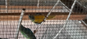 Kanarienvögel und Schönsittiche 