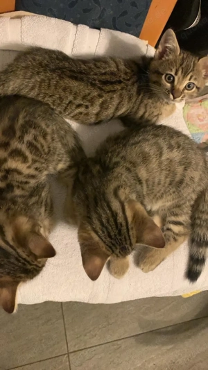 Bengal Katzenbabys Mix Kitten Katze Kater