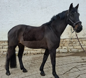 Hübsche 14 jährige dunkelbraune Warmblutstute Stm.: ca. 1,70 cm