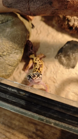 Leopardgecko Weibchen