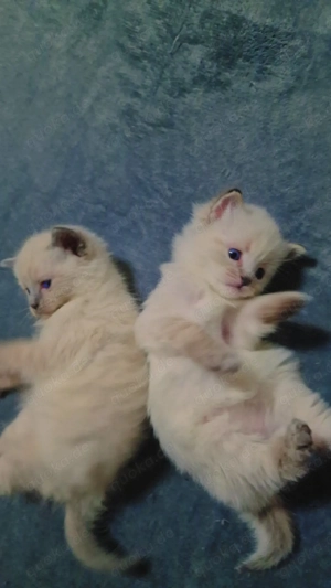Süße Siam-Kitten ,Hauskatze 
