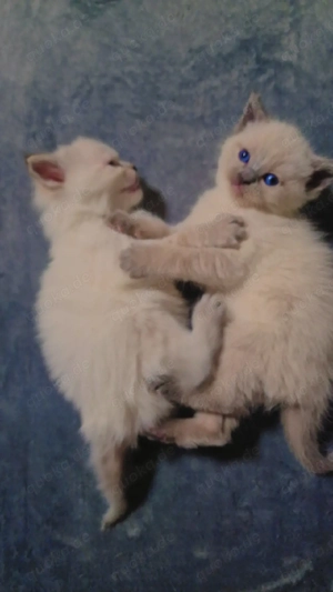 Süße Siam-Kitten (Kater & Kätzin) suchen ein liebevolles Zuhause