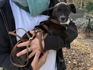 Pia sucht ihr Zuhause