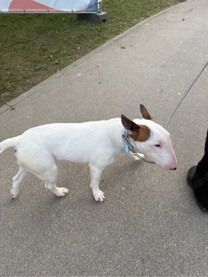 Bullterrier