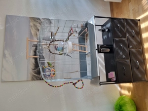 Zu verschenken wellensittiche grün und blau mit käfig. 