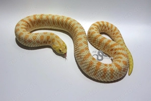 Heterodon nasicus (Westliche Hakennasennatter) Adulte Tiere Bild 2