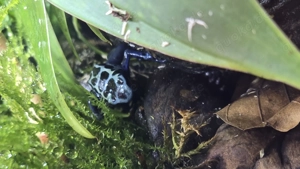 Tinctorius Azureus NZ03 26