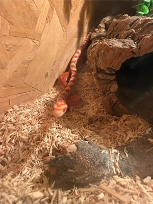 Kornnatter ca 5-6 Monate alt