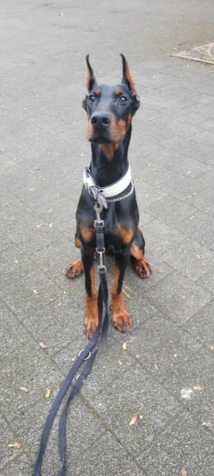 Dobermann Hündin 9 Monate 