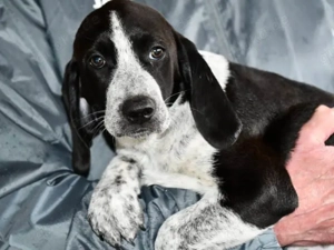 Carolina sucht ihr Zuhause (noch auf Sardinien)