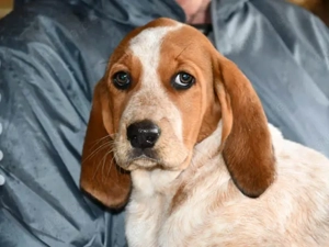 Corinna sucht ihr Zuhause (noch auf Sardinien)