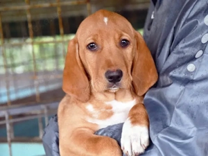 Camilla sucht ihr Zuhause (noch auf Sardinien)