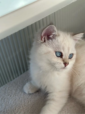 Britisch Kurzhaar Kitten   3 Monate alt sucht liebevolles Zuhause