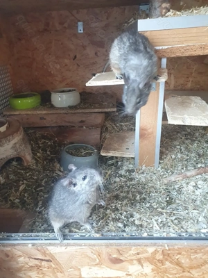 2 Degu-Männchen  ca. 4 Jahre alt 