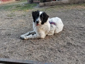 Lenny sucht sein Zuhause