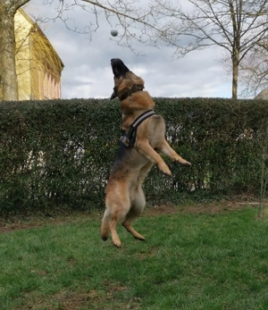 Deutscher Schäferhund - Deckrüde - kein Verkauf