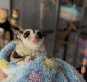 Sugar Glider 