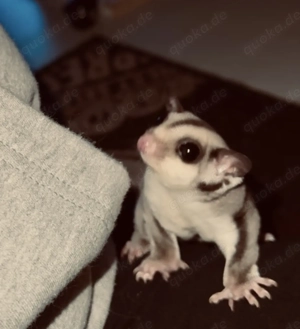 Sugar Glider (w)