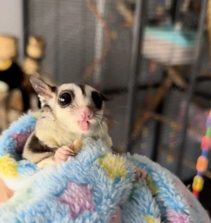Sugar Glider 