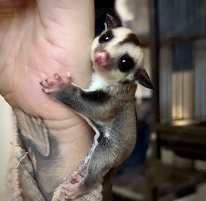 Sugar Glider 