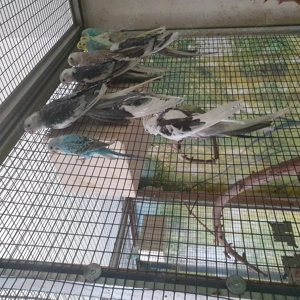 Weißkopfnymphensittich gescheckt