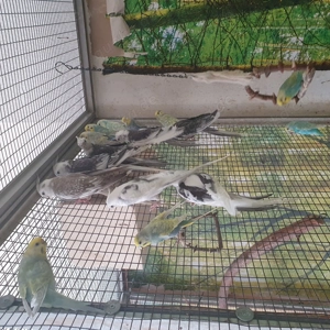 Weißkopfnymphensittich gescheckt Bild 3