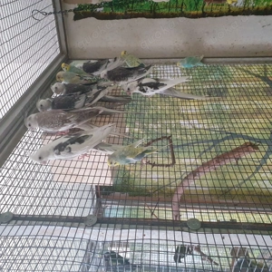 Weißkopfnymphensittich gescheckt Bild 2